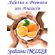 PRENOTA ADOTTA e REGALA UN ARANCIO - SPEDIZIONE INCLUSA