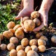 kg.9 di PATATE Silane a pasta gialla coltivate in Sila Calabria CON TRASPORTO INCLUSO