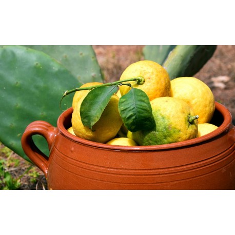 Kg. 1 di LIMONI buccia edibile di Corigliano Calabro