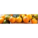 OFFERTA PRENOTAZIONE CLEMENTINE
